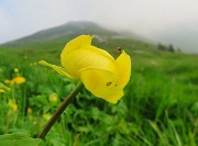 Al Rifugio Capanna 2000 da Alpe Arera ad anello-1GIUGNO25: splendide fioriture !- FOTOGALLERY